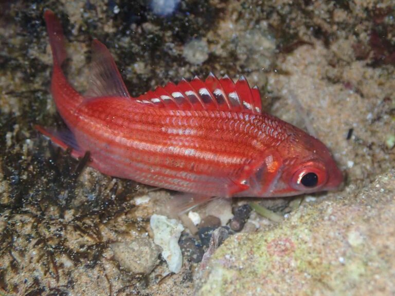 Fish "Fingerprints" in the Ocean Reveal Which Species Are Moving