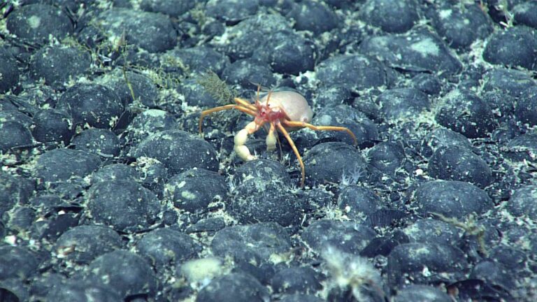 Pacific Island Nations are Divided Over Deep Sea Mining