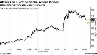 Golden wheat stalks stretch across a field, symbolizing the rising global wheat prices.