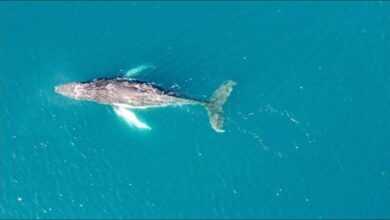 A majestic blue whale breaches the ocean surface, representing marine biodiversity.