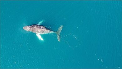 Diverse marine life, including colorful fish and coral, thriving in a clear blue ocean.
