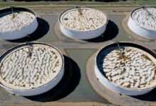 Multiple active oil pumpjacks operate in an industrial field, symbolizing crude oil production.