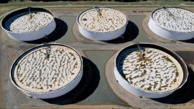 Multiple active oil pumpjacks operate in an industrial field, symbolizing crude oil production.