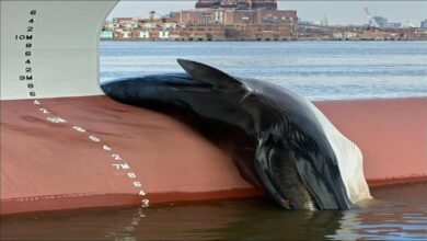 A dead fin whale rests on the bow of a large container ship in New Jersey.