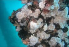 Ship hull heavily covered in marine biofouling, including barnacles and algae, posing invasive species risk.