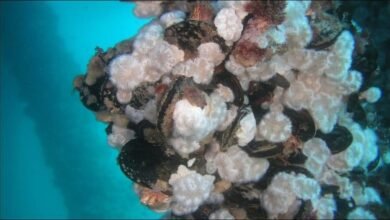 Ship hull heavily covered in marine biofouling, including barnacles and algae, posing invasive species risk.