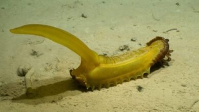 A specialized deep-sea mining vessel operating in open ocean waters to conduct seabed resource exploration.