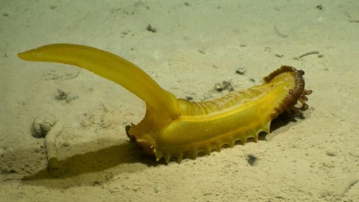 A specialized deep-sea mining vessel operating in open ocean waters to conduct seabed resource exploration.