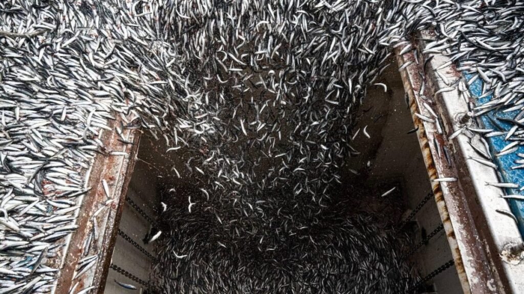 Investigation Uncovers Hidden Costs of Farmed Seafood