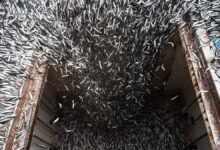 Farmed fish swim in crowded aquaculture pens with workers on a boat.