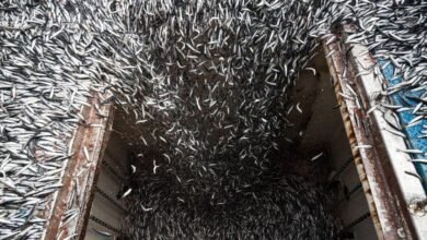Farmed fish swim in crowded aquaculture pens with workers on a boat.